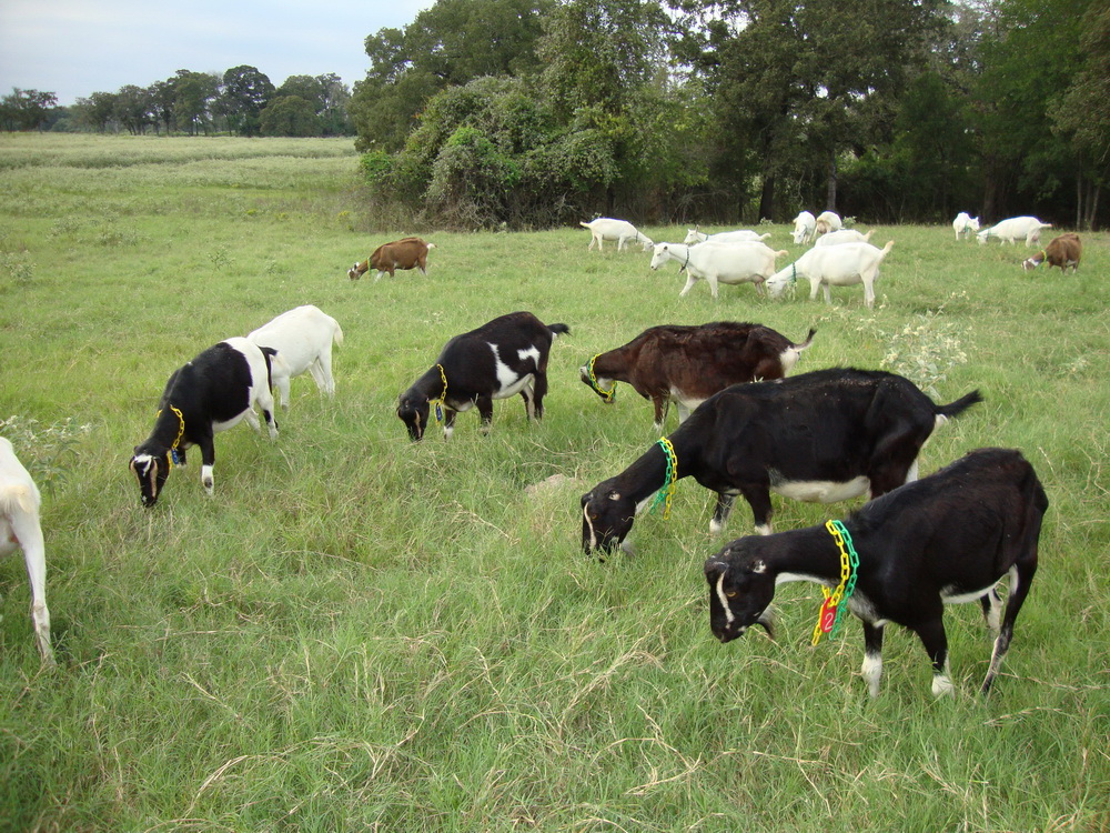 Anderson Goat Dairy - LocalHarvest